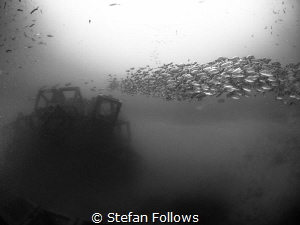 Crosstown Traffic! Russell's Snapper - Lutjanus russellii... by Stefan Follows 